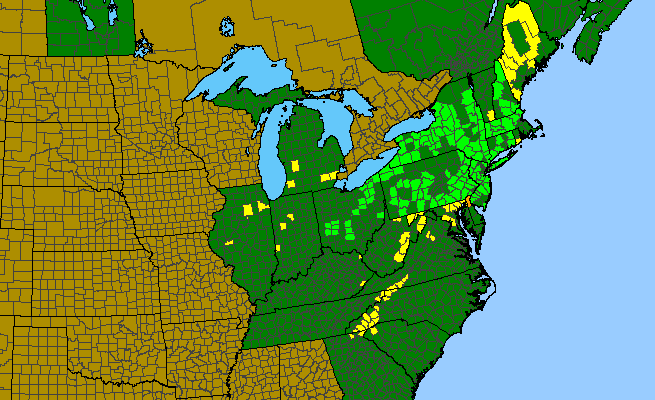 The range of Sanguisorba canadensis